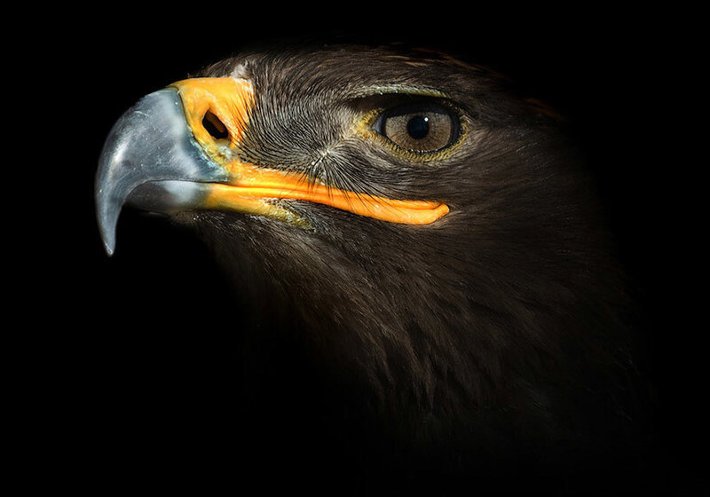 Close-up of Eagle Head — Black, Dramatic
