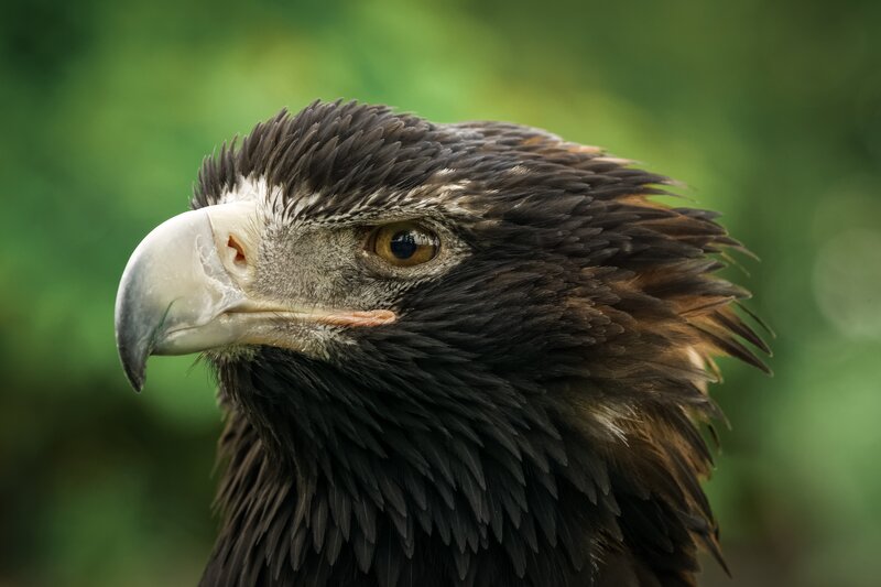 Close-up of Eagle Head — Black, Intense, Photograph, Beak