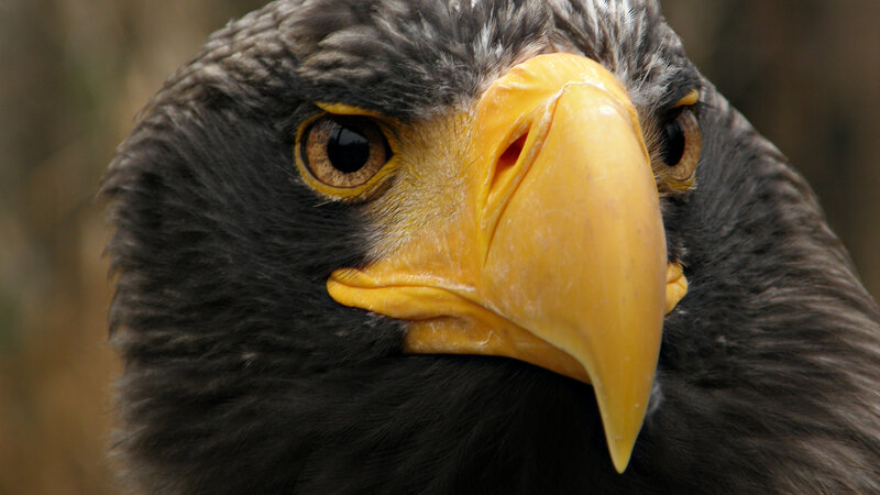 Close-up of Eagle Head — Black, Intense