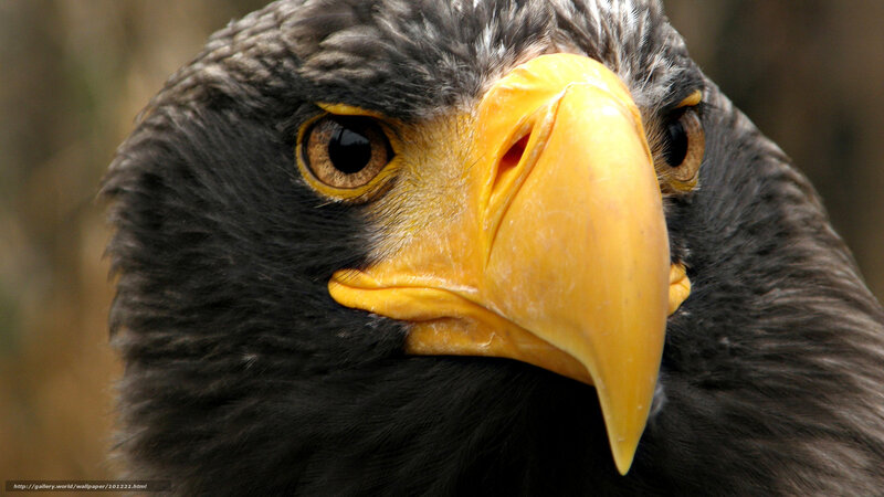 Close-up of Eagle Head — Black