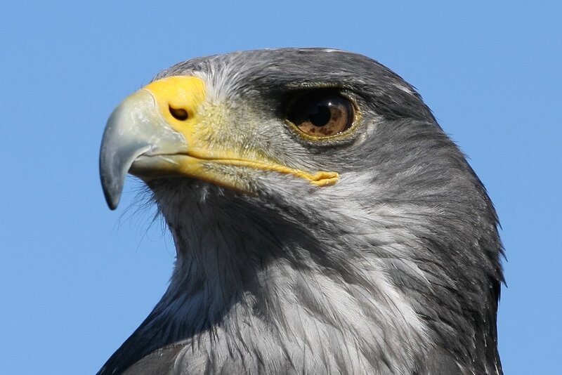 Close-up of Eagle Head — Blue