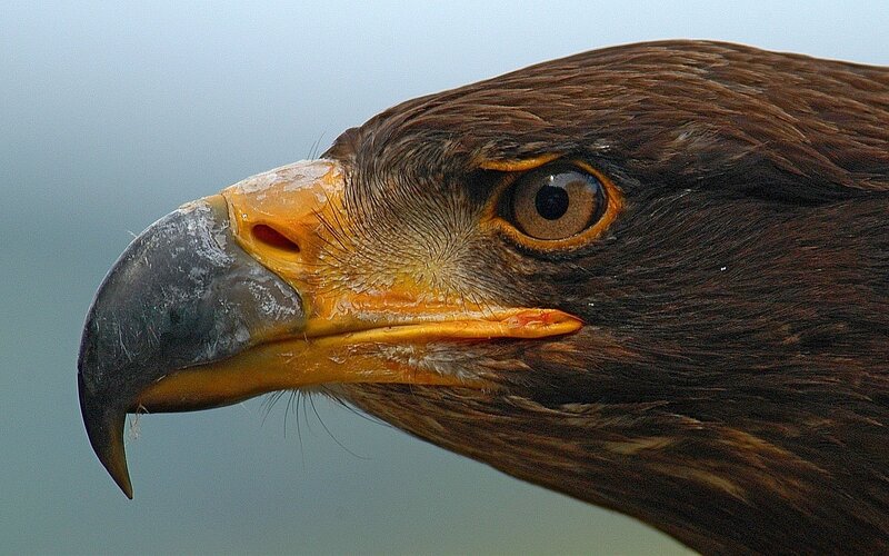 Close-up of Eagle Head — Brown, Intense, Photograph, Beak, Eye, Feathers