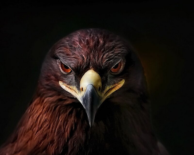 Close-up of Eagle Head — Brown, Intense, Photograph, Beak, Eyes, Feathers, Black