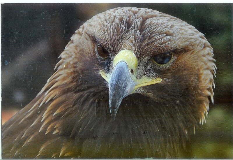 Close-up of Eagle Head — Brown, Intense, Photograph, Beak, Eyes, Feathers
