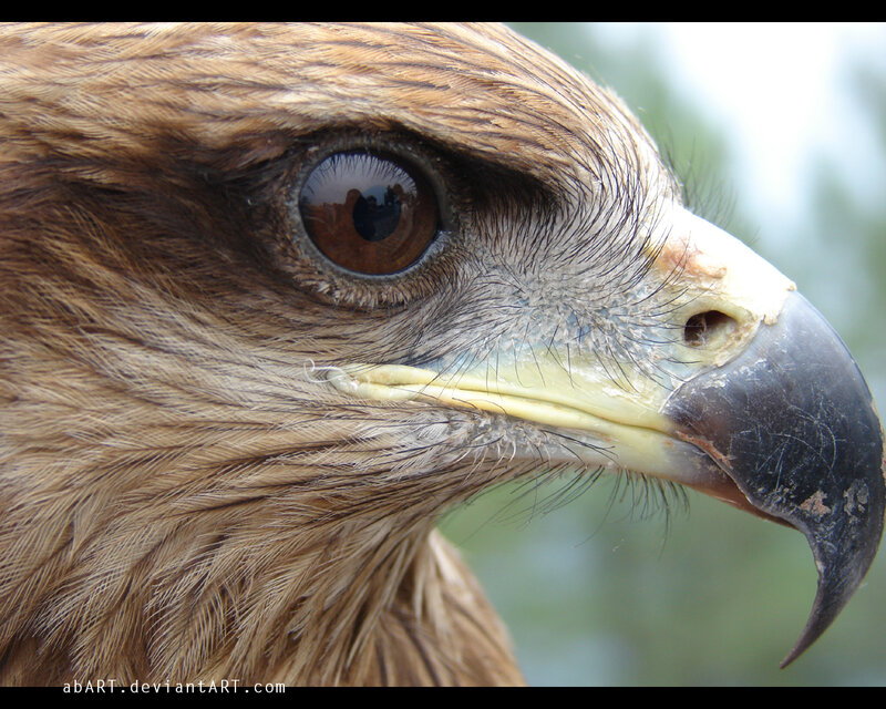 Close-up of Eagle Head — Brown, Intense, Photograph, Eye, Beak, Feathers
