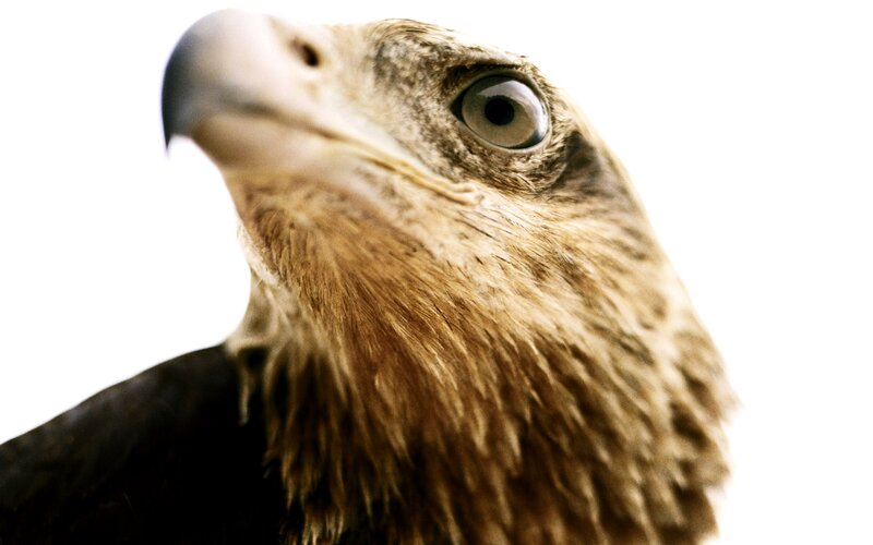Close-up of Eagle Head — Brown, Intense, Photograph, Eye