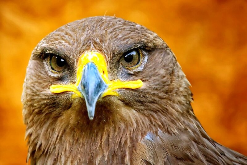 Close-up of Eagle Head — Brown, Intense, Photograph