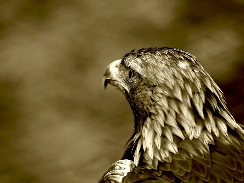 Close-up of Eagle Head — Brown, Serious