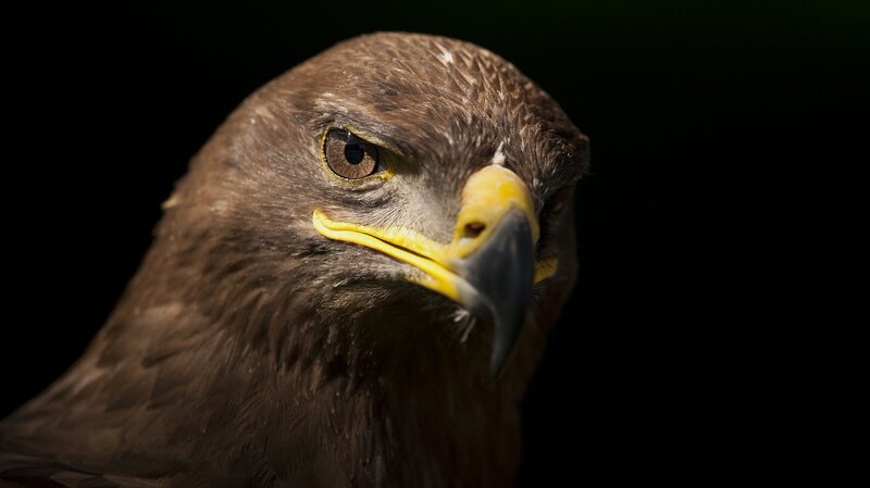 Close-up of Eagle Head — Brown