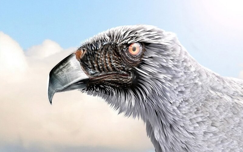 Close-up of Eagle Head — Gray