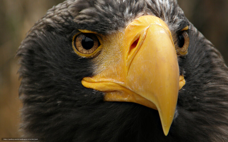 Close-up of Eagle Head — Yellow