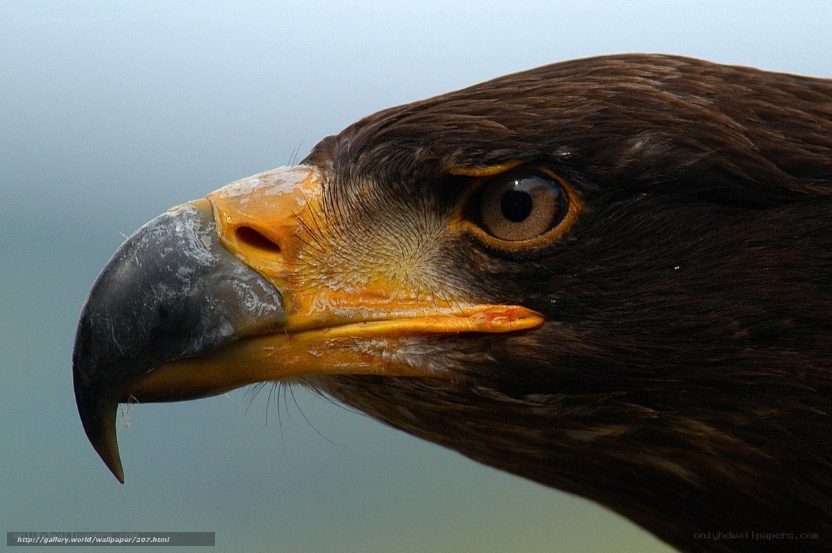 close-up of eagle head