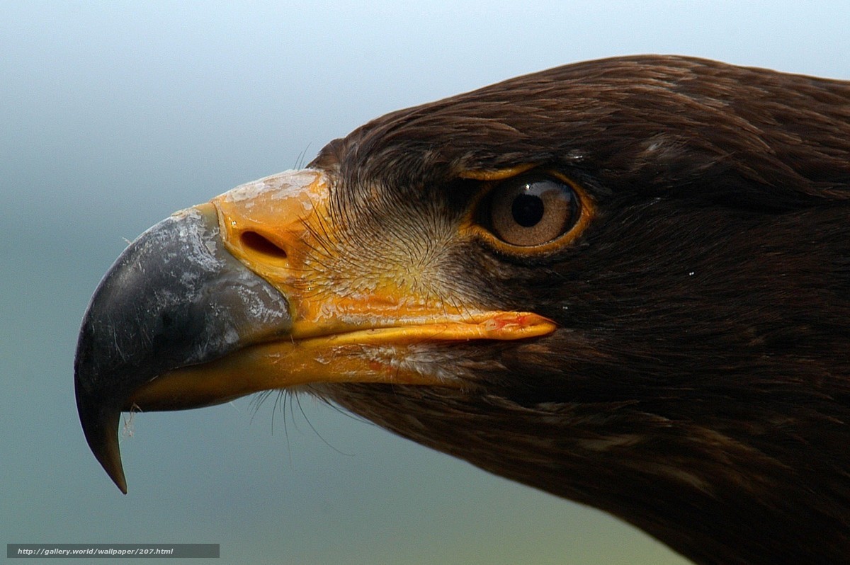 close-up of eagle head