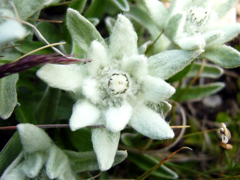 Close-up of edelweiss flower