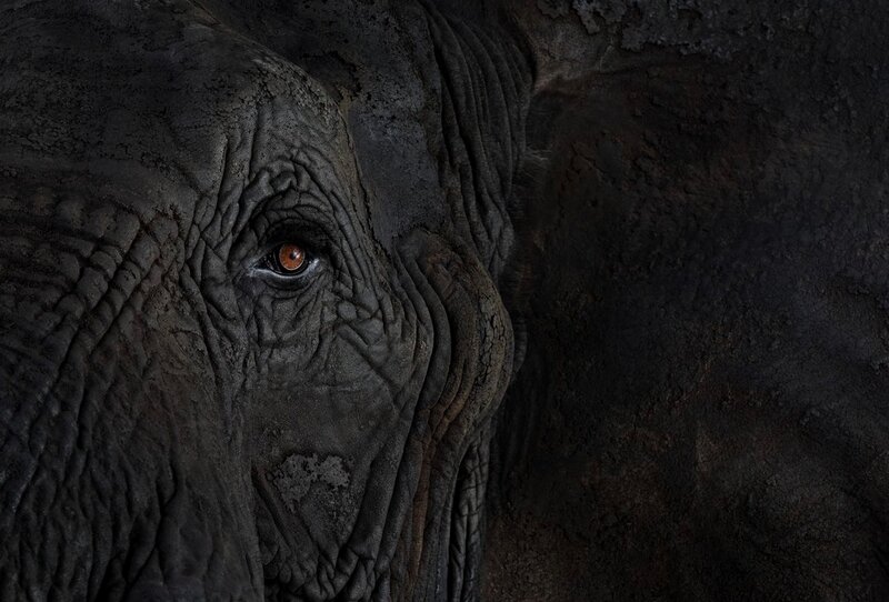 Close-up of Elephant Eye