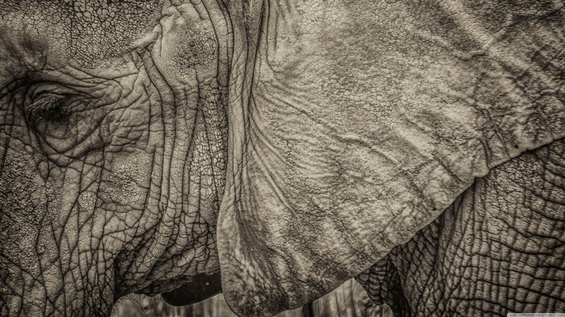 Close-up of Elephant Face — Black, Dramatic