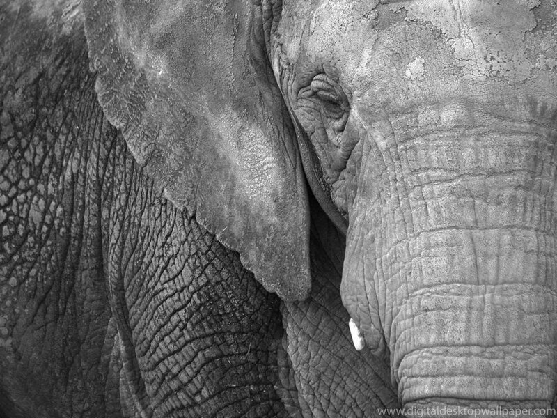 Close-up of Elephant Face — Black