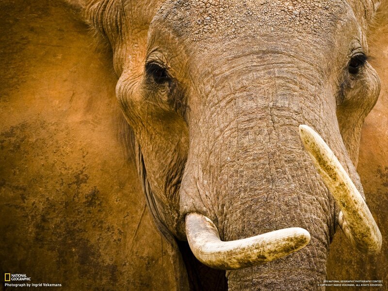 Close-up of Elephant Face — Brown, Calm