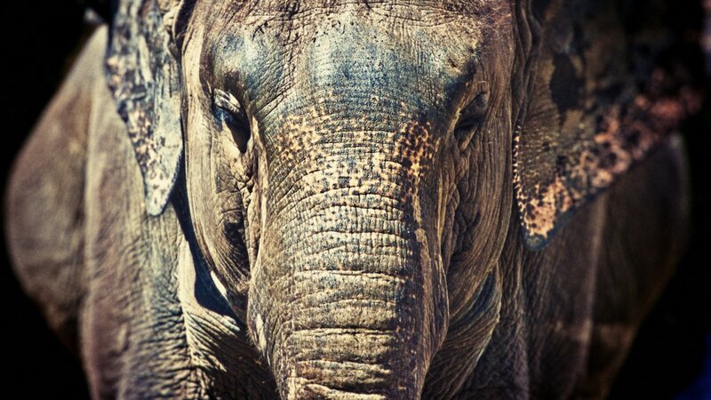 Close-up of Elephant Face — Brown, Dramatic, Photograph