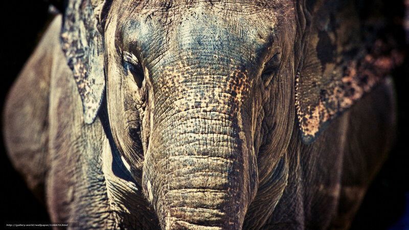 Close-up of Elephant Face — Brown, Dramatic
