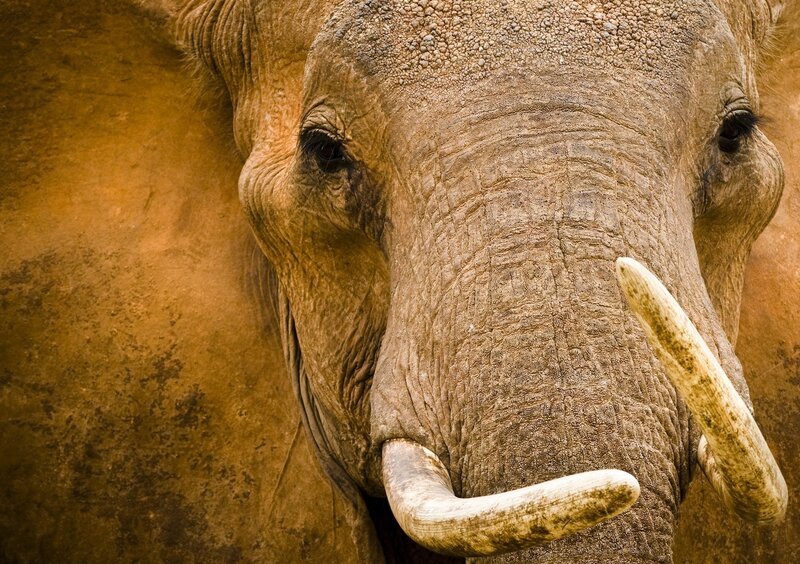 Close-up of Elephant Face — Brown