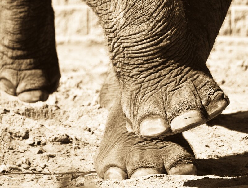close-up of elephant feet