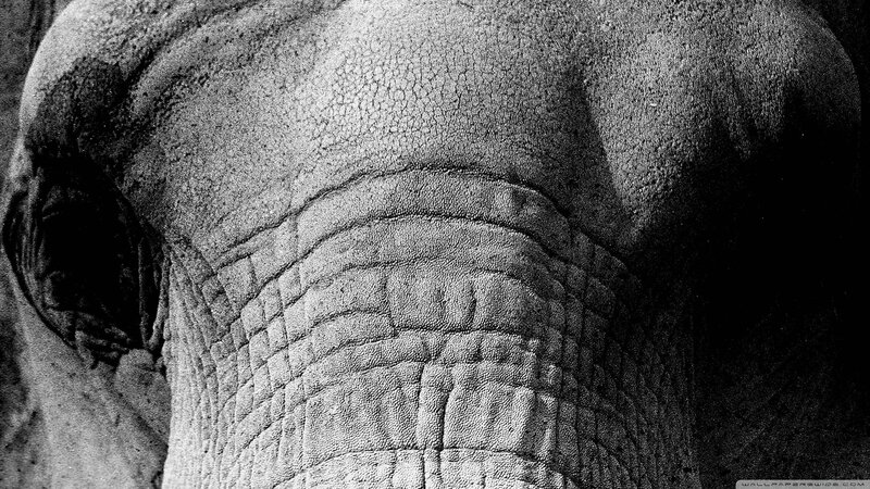 Close-up of Elephant Skin — Black