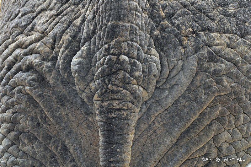 Close-up of Elephant Skin — Gray