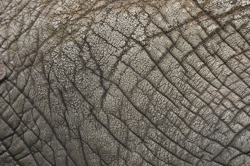 close-up of elephant skin texture