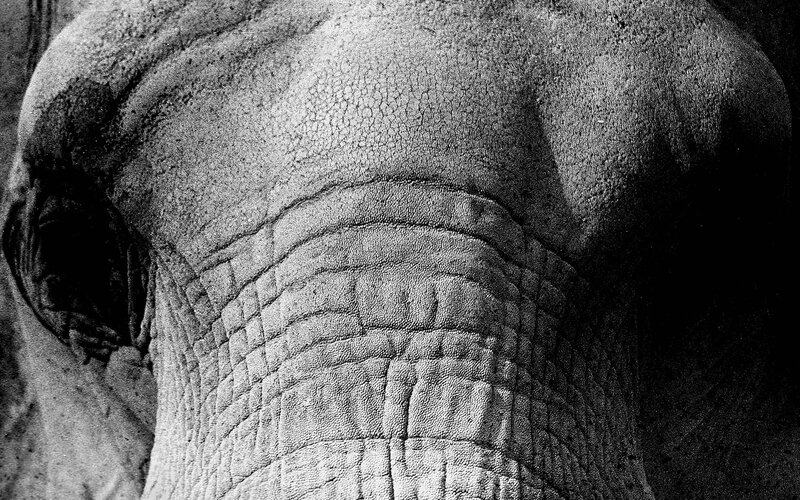 close-up of elephant skin texture