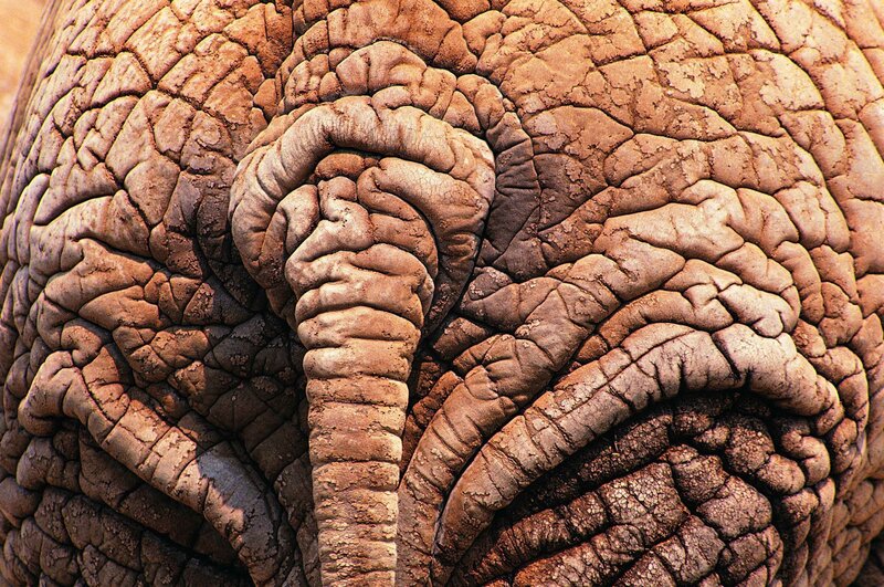 close-up of elephant skin texture