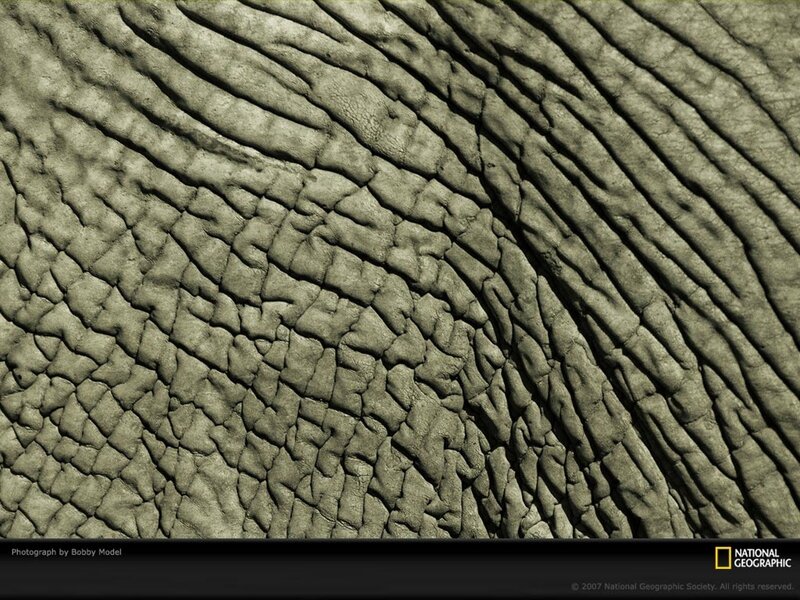Close-up of elephant skin texture