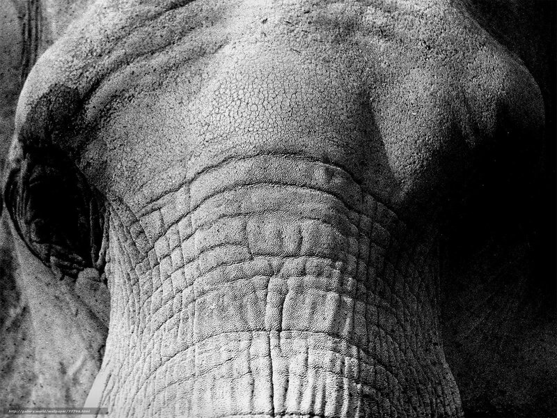 Close-up of elephant skin texture