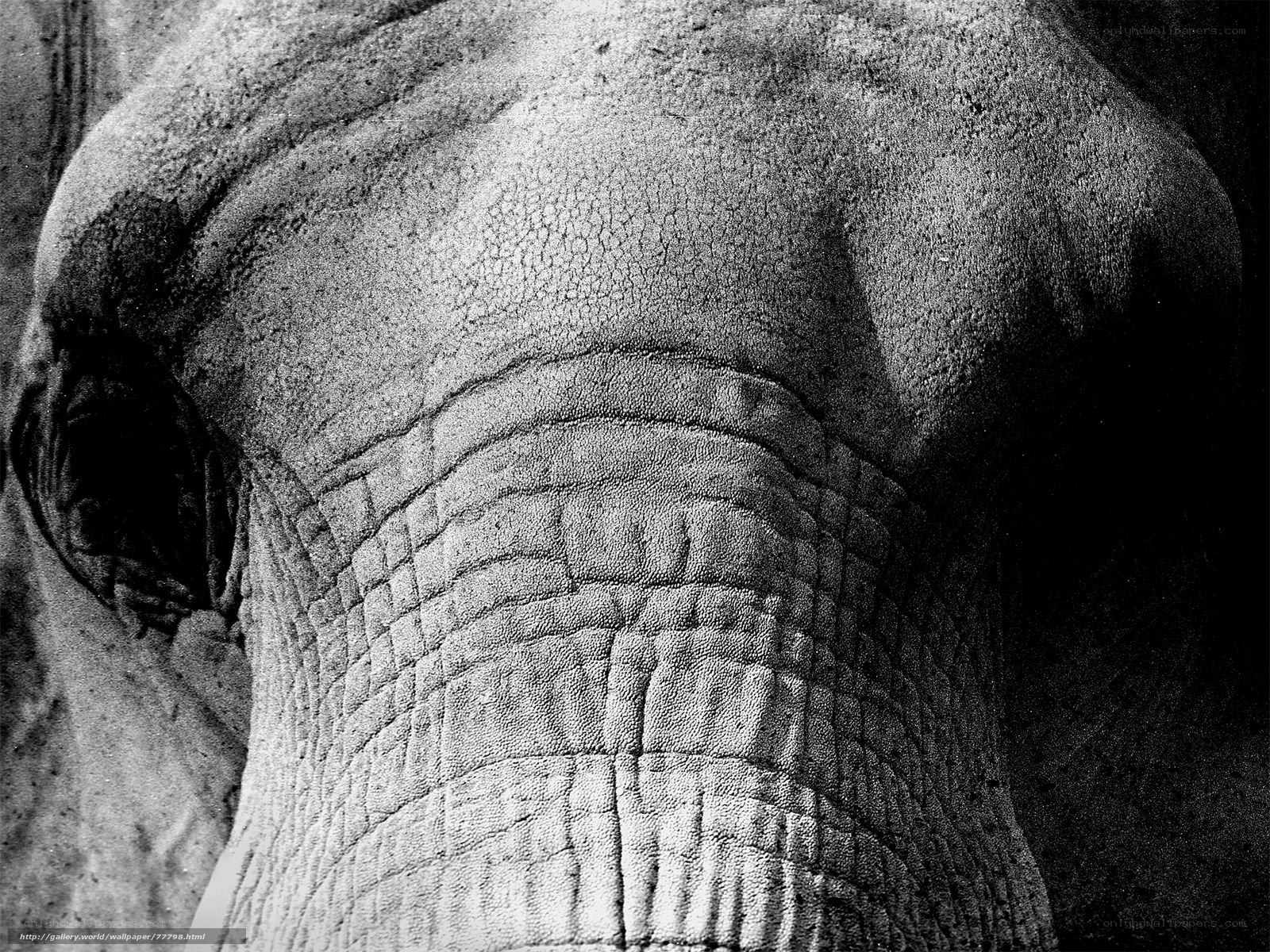 Close-up of elephant skin texture