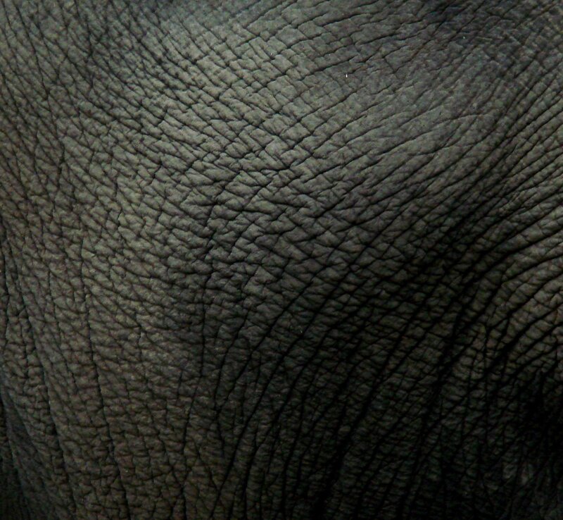 close-up of elephant skin