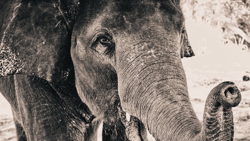 Close-up of Elephant
