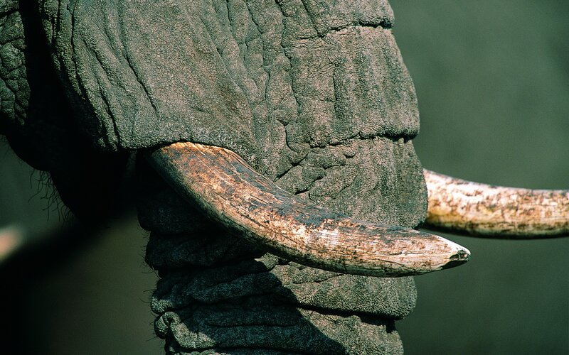 Close-up of elephant tusks