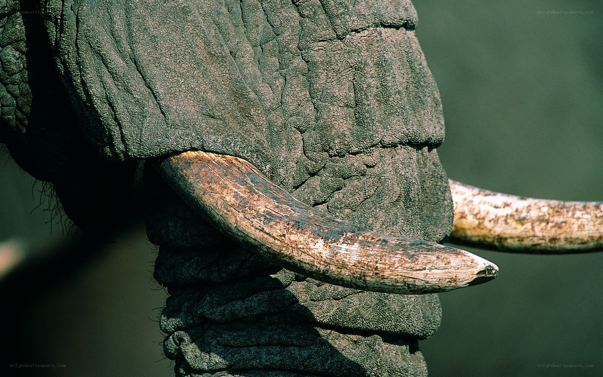 close-up of elephant tusks