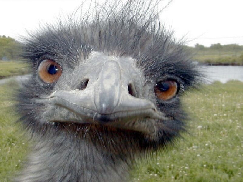Close-up of Emu Face