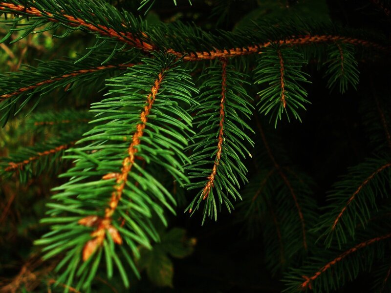 Close-up of evergreen branch