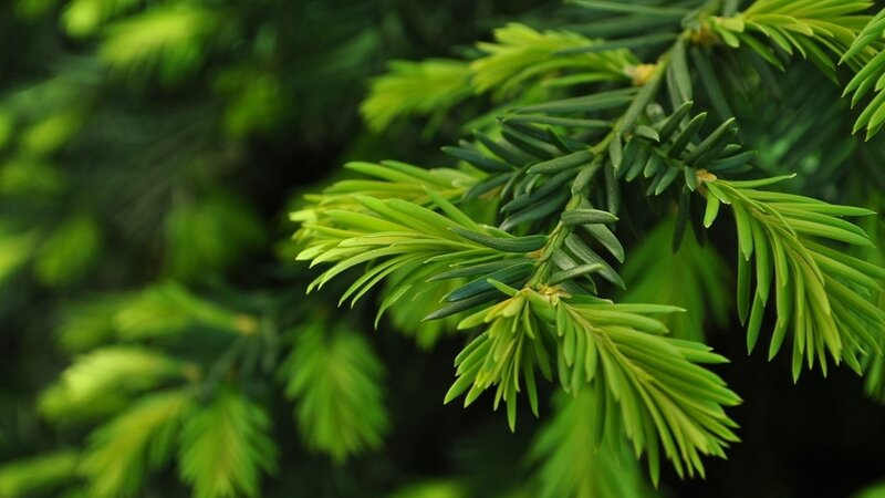 Close-up of Evergreen Branch — Green
