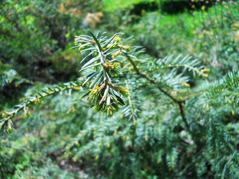 Close-up of evergreen branch