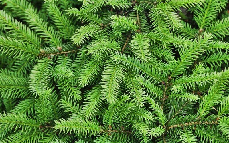 close-up of evergreen branches