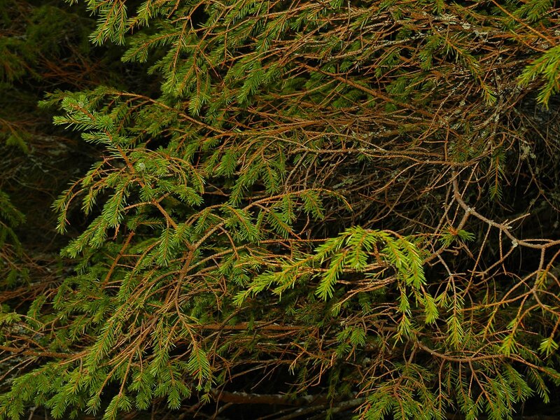 Close-up of evergreen branches