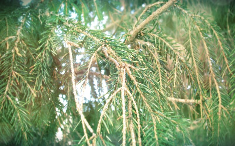 Close-up of evergreen branches