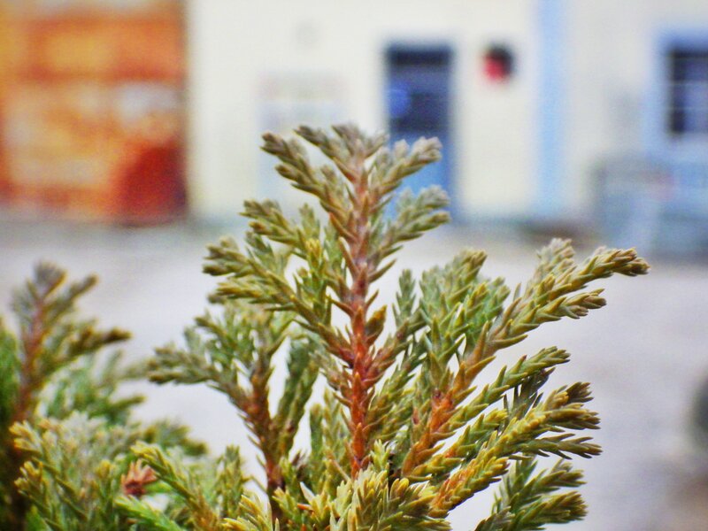 Close-up of evergreen branches