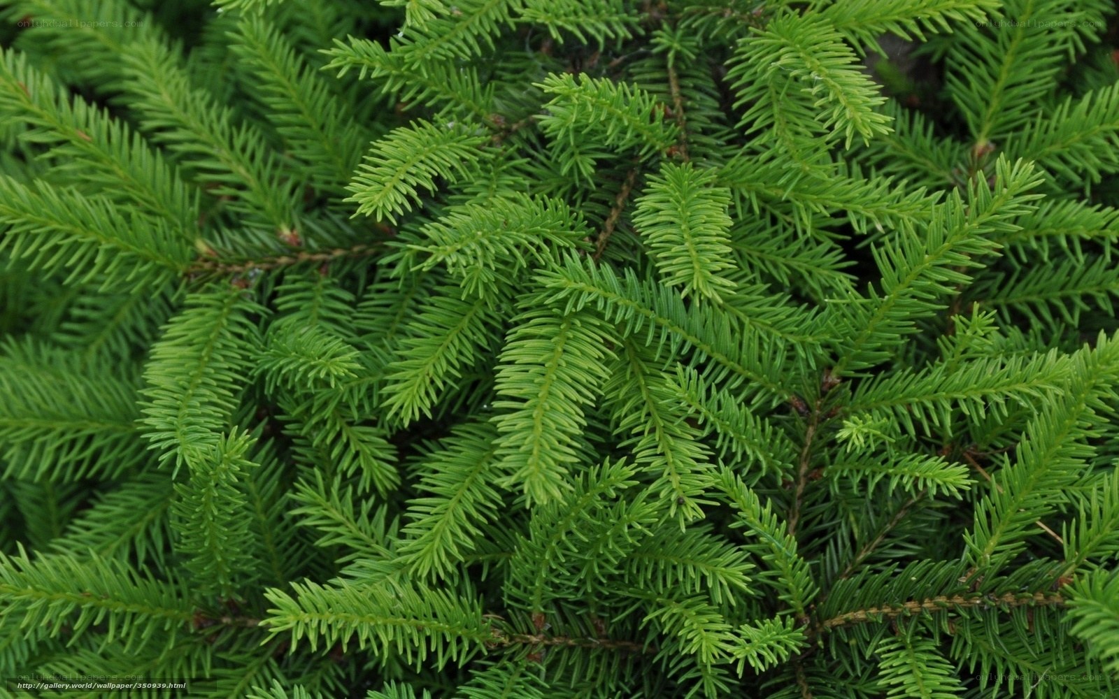 close-up of evergreen branches