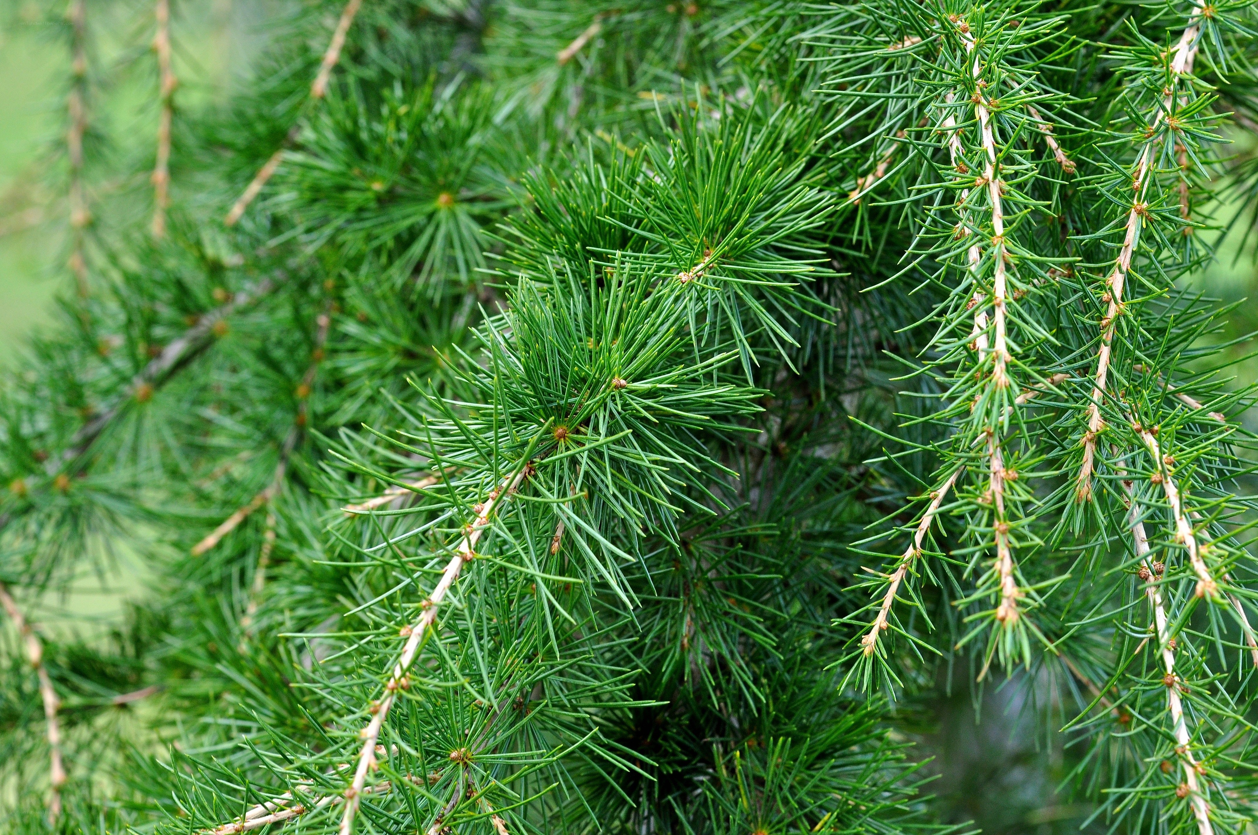 Close-up of evergreen branches