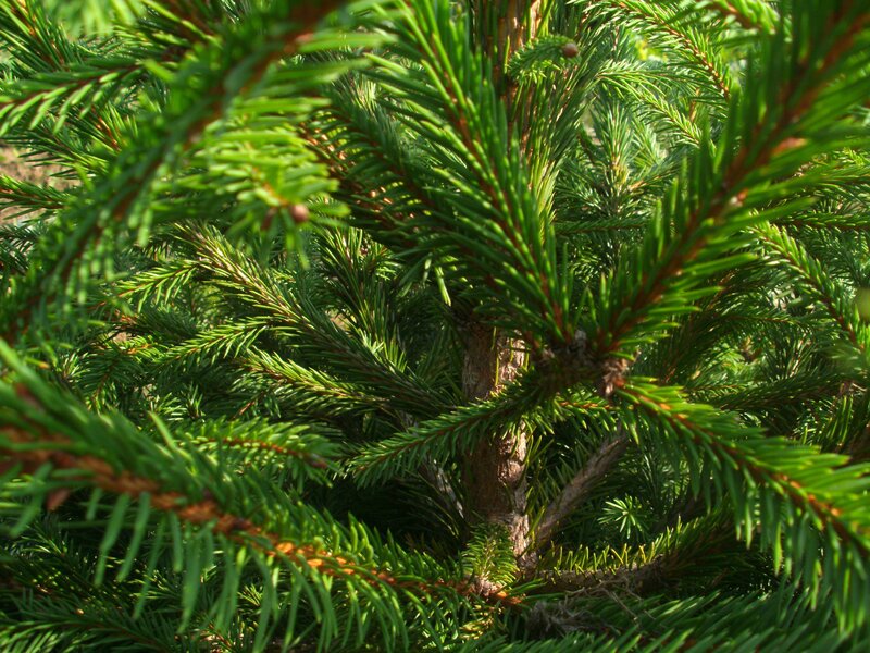 Close-up of evergreen branches