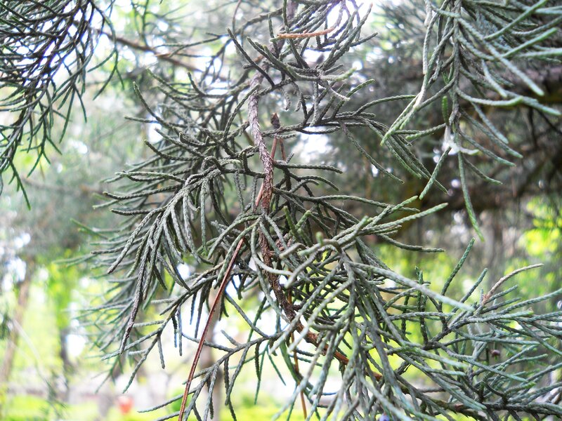Close-up of evergreen branches